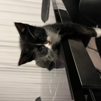Tekir Kedi, Kedi  şaşkın fotoğrafı