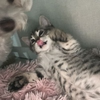 Tekir Kedi, Kedi  şanslı fotoğrafı