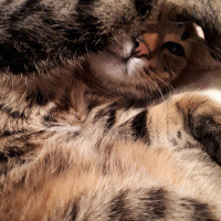 Tekir Kedi, Kedi  çakıl fotoğrafı