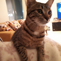 Tekir Kedi, Kedi  çakıl fotoğrafı