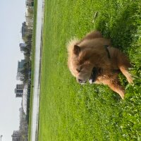 Chow Chow (çin Aslanı), Köpek  Çiko fotoğrafı