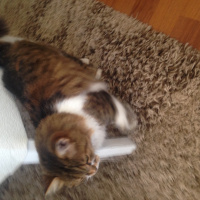Chinchilla, Kedi  Mırmır fotoğrafı