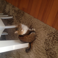 Chinchilla, Kedi  Mırmır fotoğrafı