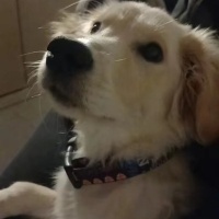 Golden Retriever, Köpek  ŞANS fotoğrafı