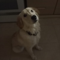 Golden Retriever, Köpek  ŞANS fotoğrafı