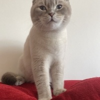 Scottish Fold, Kedi  AYBAL fotoğrafı
