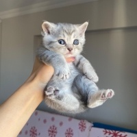 British Shorthair, Kedi  British fotoğrafı