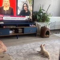 Chihuahua, Köpek  Kral Şakir fotoğrafı