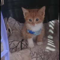 Tekir Kedi, Kedi  Paşa fotoğrafı