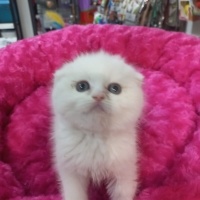 British Shorthair, Kedi  British,scutish,blu poind,brltis fold fotoğrafı