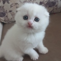 British Shorthair, Kedi  British,scutish,blu poind,brltis fold fotoğrafı