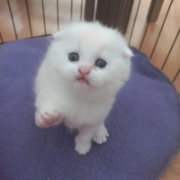 British Shorthair, Kedi  British,scutish,blu poind,brltis fold fotoğrafı