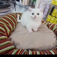 British Shorthair, Kedi  British,scutish,blu poind,brltis fold fotoğrafı