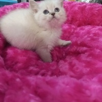 British Shorthair, Kedi  British,blu poind fotoğrafı