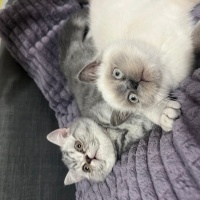 British Shorthair, Kedi  Prenses fotoğrafı