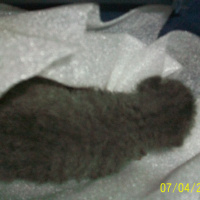 British Shorthair, Kedi  Duman fotoğrafı