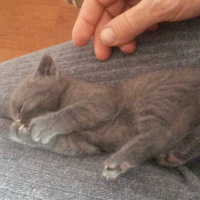 British Shorthair, Kedi  Duman fotoğrafı