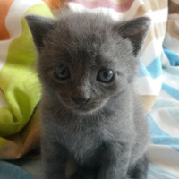 British Shorthair, Kedi  Duman fotoğrafı