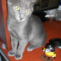 British Shorthair, Kedi  Duman fotoğrafı