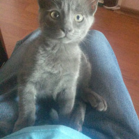 British Shorthair, Kedi  Duman fotoğrafı