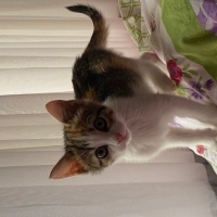 Tekir Kedi, Kedi  şanslı fotoğrafı