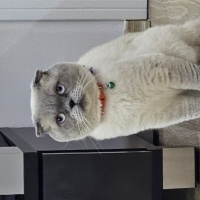 Scottish Fold, Kedi  Şakircan fotoğrafı