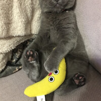 Scottish Fold, Kedi  Zilli fotoğrafı