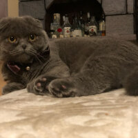 Scottish Fold, Kedi  Zilli fotoğrafı