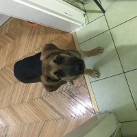 Alman Çoban Köpeği, Köpek  Eylül fotoğrafı