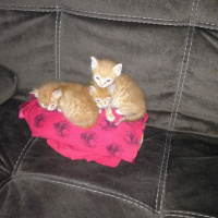 Soke, Kedi  1-Başarılı 2-Kıymetli, 3-Şişko -üçüzler- fotoğrafı