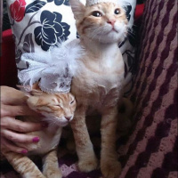 Soke, Kedi  1-Başarılı 2-Kıymetli, 3-Şişko -üçüzler- fotoğrafı