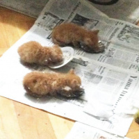 Soke, Kedi  1-Başarılı 2-Kıymetli, 3-Şişko -üçüzler- fotoğrafı