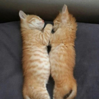 Soke, Kedi  1-Başarılı 2-Kıymetli, 3-Şişko -üçüzler- fotoğrafı