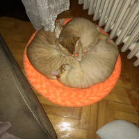 Soke, Kedi  1-Başarılı 2-Kıymetli, 3-Şişko -üçüzler- fotoğrafı