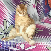 Soke, Kedi  1-Başarılı 2-Kıymetli, 3-Şişko -üçüzler- fotoğrafı