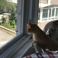 Soke, Kedi  1-Başarılı 2-Kıymetli, 3-Şişko -üçüzler- fotoğrafı