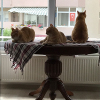 Soke, Kedi  1-Başarılı 2-Kıymetli, 3-Şişko -üçüzler- fotoğrafı