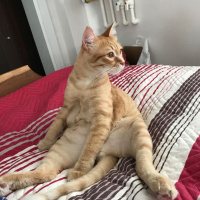 Soke, Kedi  1-Başarılı 2-Kıymetli, 3-Şişko -üçüzler- fotoğrafı