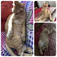 Soke, Kedi  1-Başarılı 2-Kıymetli, 3-Şişko -üçüzler- fotoğrafı