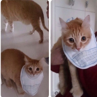 Soke, Kedi  1-Başarılı 2-Kıymetli, 3-Şişko -üçüzler- fotoğrafı