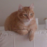 Soke, Kedi  1-Başarılı 2-Kıymetli, 3-Şişko -üçüzler- fotoğrafı