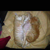 Soke, Kedi  1-Başarılı 2-Kıymetli, 3-Şişko -üçüzler- fotoğrafı