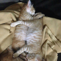 Soke, Kedi  1-Başarılı 2-Kıymetli, 3-Şişko -üçüzler- fotoğrafı