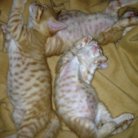 Soke, Kedi  1-Başarılı 2-Kıymetli, 3-Şişko -üçüzler- fotoğrafı