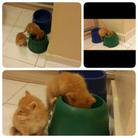 Soke, Kedi  1-Başarılı 2-Kıymetli, 3-Şişko -üçüzler- fotoğrafı