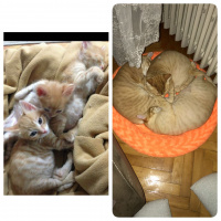 Soke, Kedi  1-Başarılı 2-Kıymetli, 3-Şişko -üçüzler- fotoğrafı