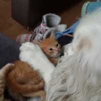 Soke, Kedi  1-Başarılı 2-Kıymetli, 3-Şişko -üçüzler- fotoğrafı