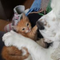Soke, Kedi  1-Başarılı 2-Kıymetli, 3-Şişko -üçüzler- fotoğrafı