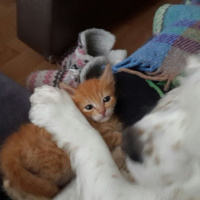 Soke, Kedi  1-Başarılı 2-Kıymetli, 3-Şişko -üçüzler- fotoğrafı