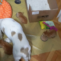 Soke, Kedi  1-Başarılı 2-Kıymetli, 3-Şişko -üçüzler- fotoğrafı